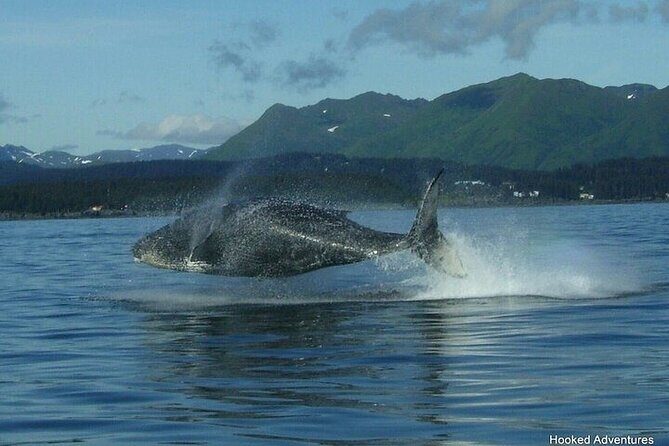 Shared Whale and Wildlife Viewing - Authentic Marine Encounters — What You’ll Take Away