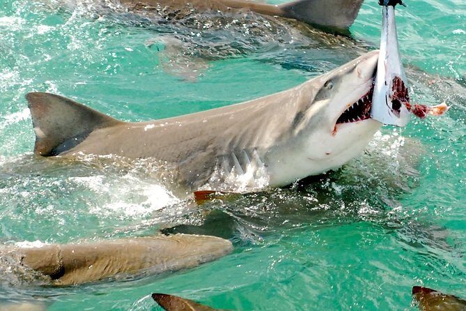 Shark and Wildlife Viewing Adventure in Key West - Frequently Asked Questions