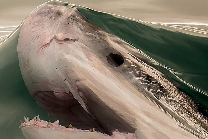 Shark Cage dive in Gansbaai see Bronze & Other, sometimes Great Whites - Who Will Love This Tour?