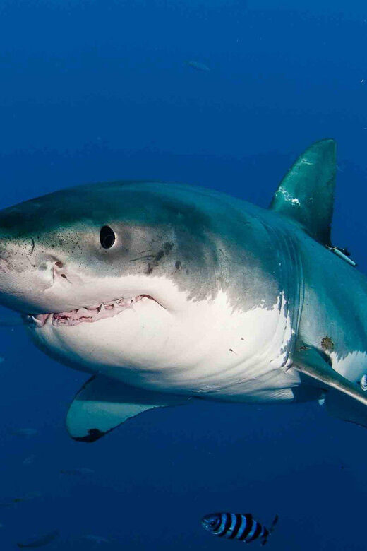 Shark Cage Diving with transport from Cape Town - Authentic Experiences and Client Feedback