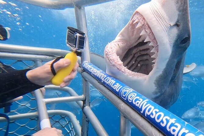 Shark Cage Diving with transport from Cape Town - Key Points