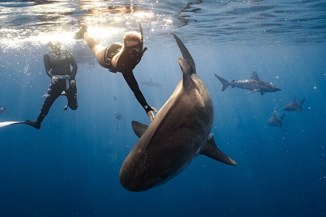 Shark Dive Private Charter No Cage - Who Should Consider This Tour?