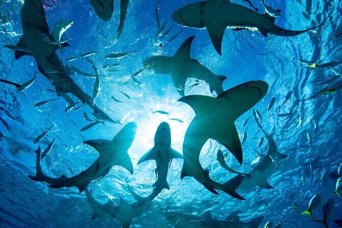 Shark-Dive Tour on Oahu's North Shore - Real Travelers’ Perspectives