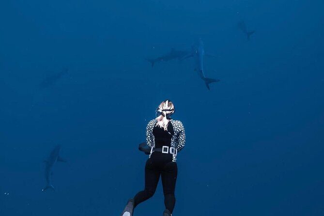 Shark Diving and Snorkeling in Oahu Hawaii - Authentic Reviews and What They Say About the Experience