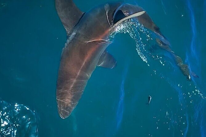 Shark Explorers - Who Will Love This Tour?