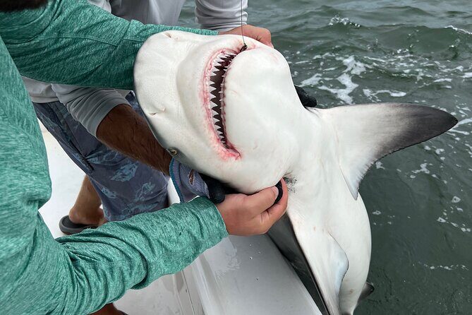 Shark Fishing Tampa Bay - What to Expect During the Trip