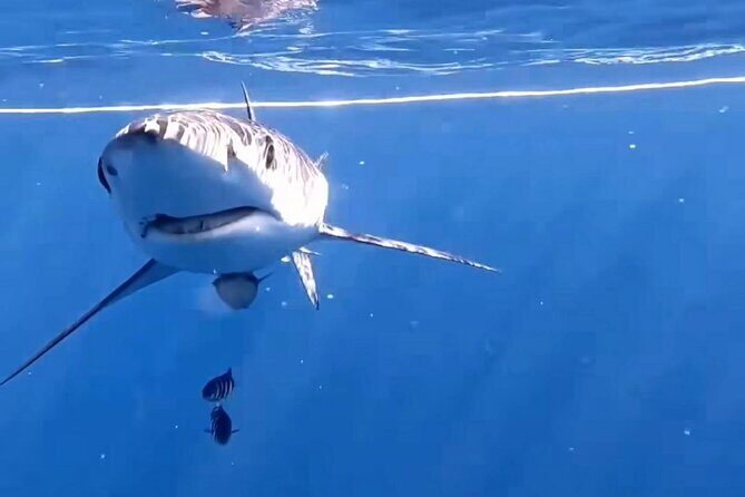 Shark Guided Diving Los Cabos - A Detailed Look at the Tour Itinerary