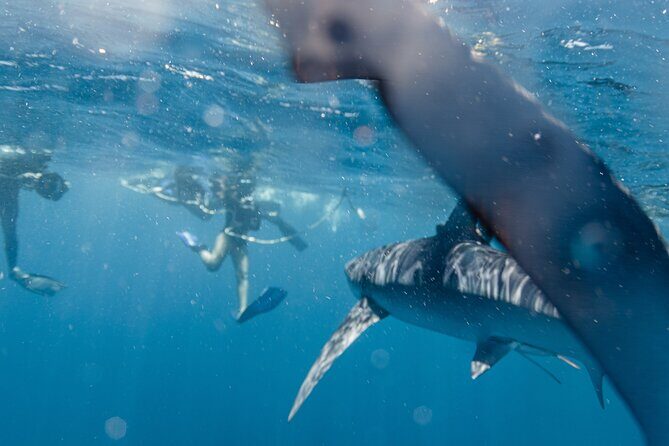 Shark Safari in San Jose del Cabo - FAQ