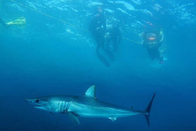 Shark Safari & Snorkel Adventure in Cabo San Lucas - The Value of the Experience