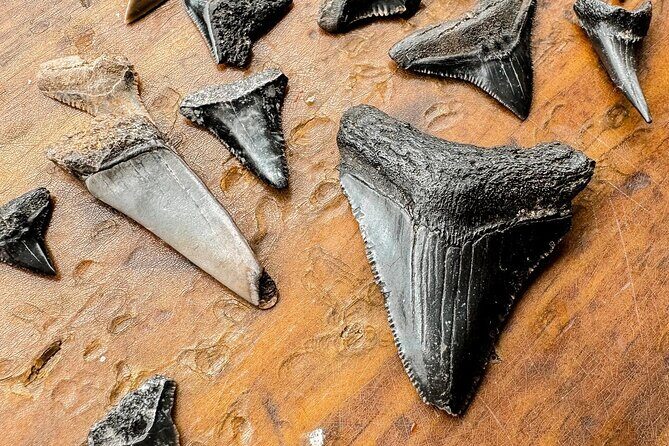 Shark Tooth and Shell Hunting Tour in Charleston, SC - Who Is This Tour Best For?
