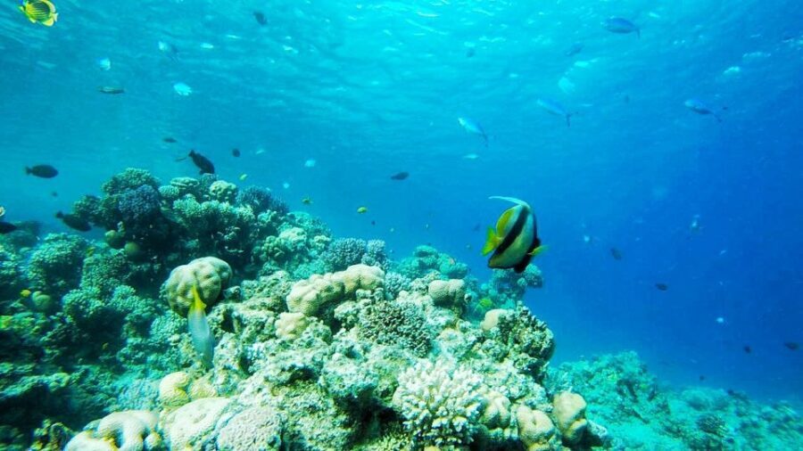 Sharm El-Sheikh: Parasailing, Camel Ride, Dive & Quad Bike - The Balance of Value and Experience