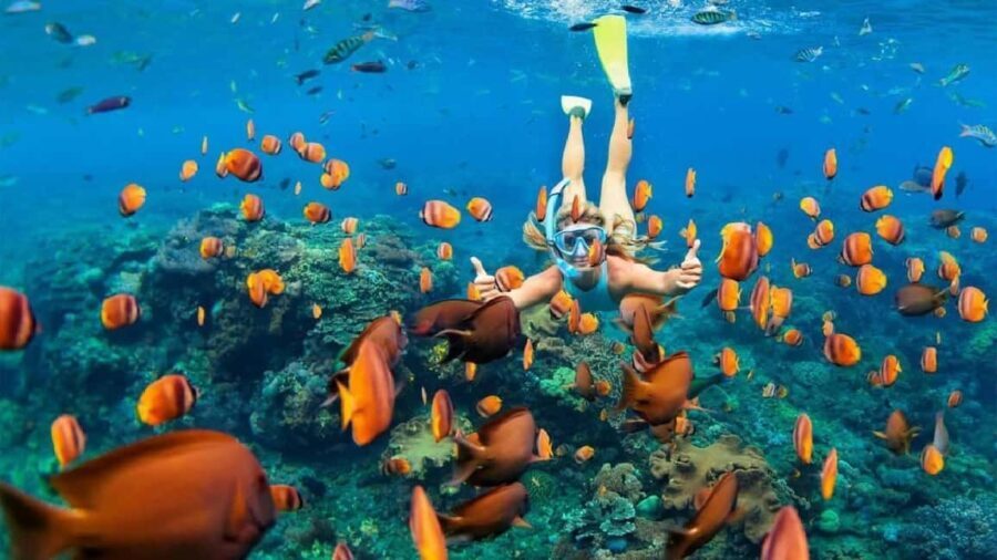Sharm el Sheikh Port : Ras Mohammed Dive Trip with Lunch - The Practicalities: Transportation, Timing, and Group Size