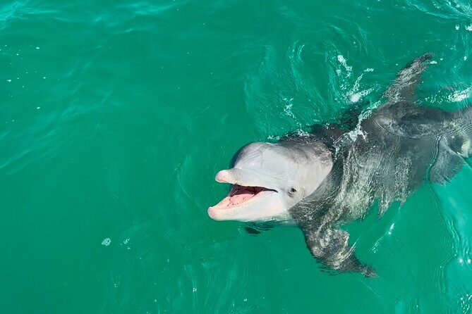 Shell Island Dolphin Sightseeing Boat Tour in Panama City Beach - The Value of This Tour