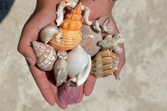 Shell Key Shelling Tour Discover Unique Treasures - St. Pete, FL - Exploring the Shell Key Shelling Tour