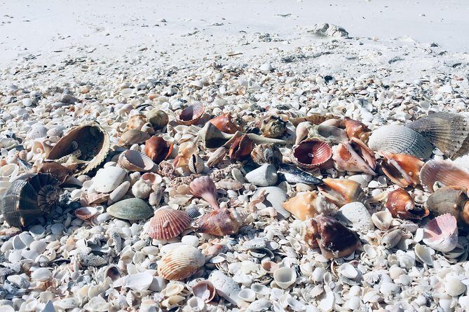 Shelling Tours - Fort Myers Beach / Naples - Pricing & Booking: Is It Worth It?