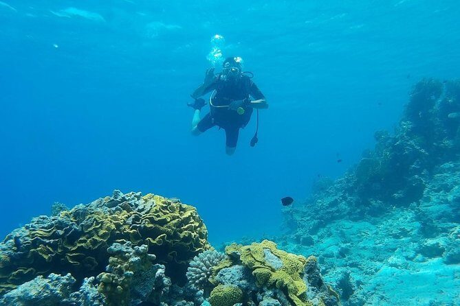 Shore Discover SCUBA Diving/Introductory Diving - One Dive - Authentic Experiences and Real Traveler Feedback