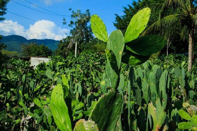 Shore Excursion Authentic Rural Mexican Experience - Final Thoughts