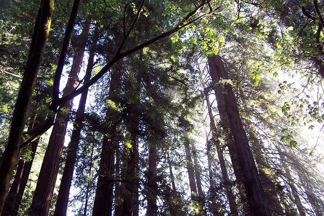 Shore Excursion: Guided Tour to Muir Woods with Roundtrip Journey - The Sum Up