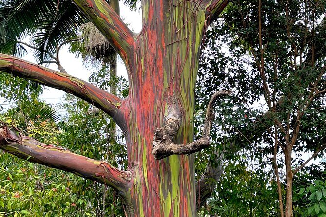 Shore Excursion of Maui - The Detailed Itinerary
