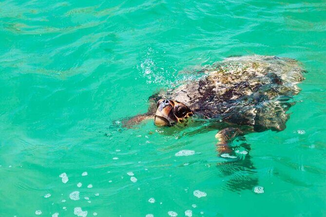 Sian Kaan Eco Adventure! Round Transportation From Playa Del Carmen - Frequently Asked Questions (FAQs)