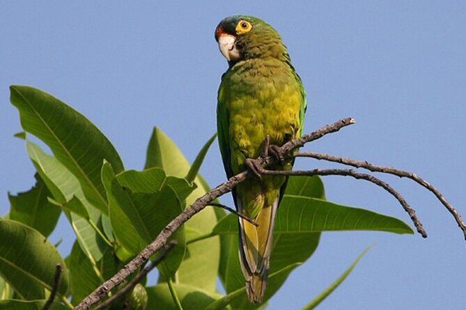 SIerra Madre Highland bird and Tuito - A Closer Look at the Tour Experience