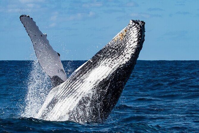 Sighting DE Marine Mammals and Snorkeling - Final Thoughts: Who Should Consider This Tour?