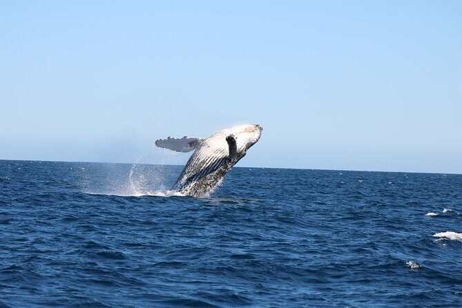 Sighting whale tour in Los Cabos - Who Should Consider This Tour?