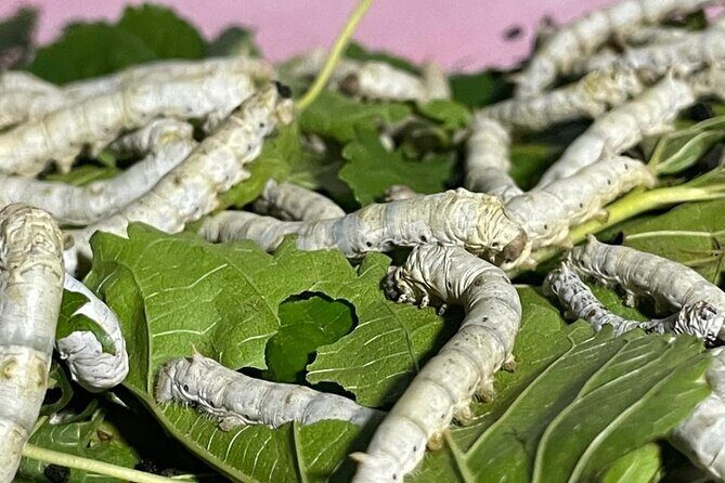 Silkworm and Maguey in the Sierra Norte - Who Should Take This Tour?