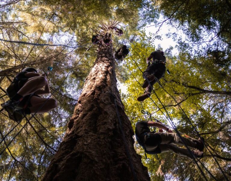 Silver Falls: Old-Growth Tree Climbing Adventure - Analyzing Value and Practical Details