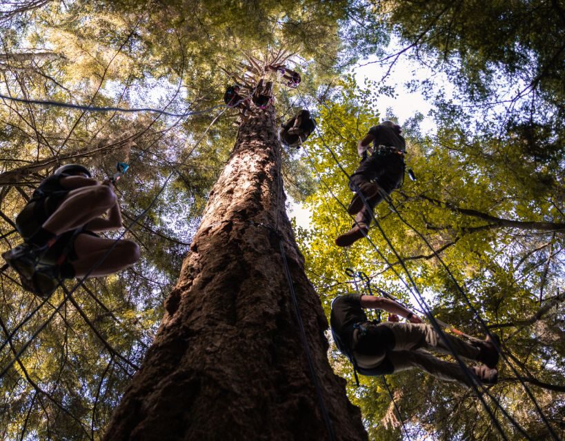 Silver Falls: Old-Growth Tree Climbing Adventure - Analyzing Value and Practical Details