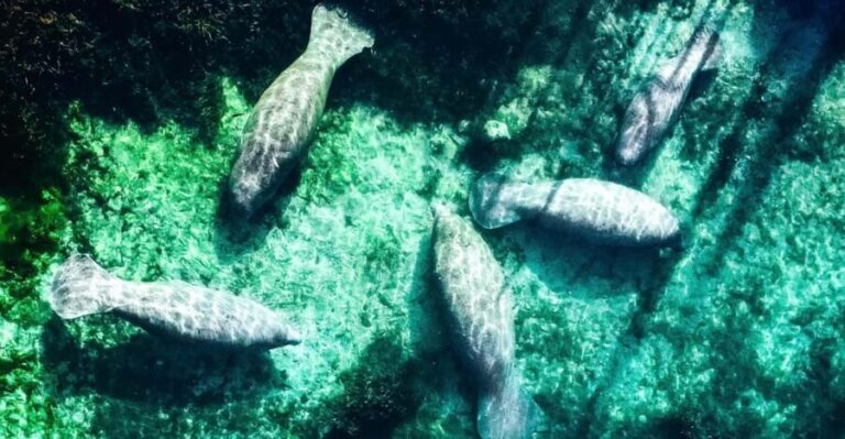 Silver Springs: Clear Kayak Manatee Season Tour - Key Points