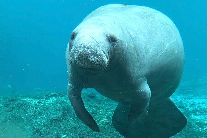 Silver Springs: Clear Kayaking Wildlife Tour - The Wildlife Encounters: What You Might See