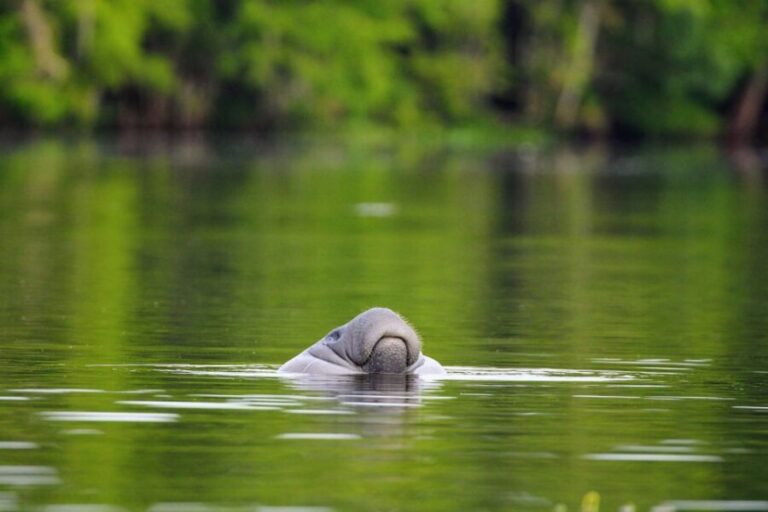Silver Springs Manatee Kayaking Tour - Why Choose Silver Springs for Kayaking?