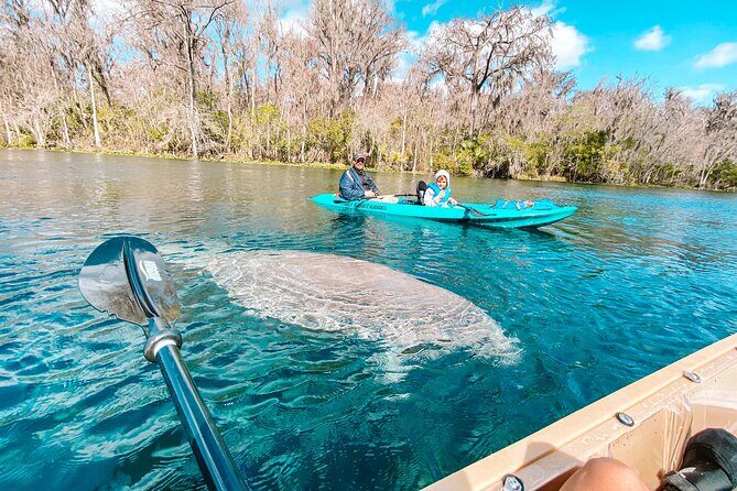 Silver Springs Wildlife Tour - Glass Bottom Kayaks - Value for Money and Final Thoughts
