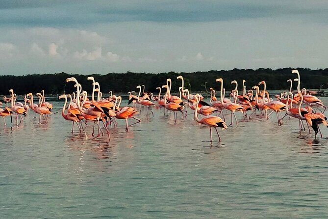 Sisal & Mangroves Kayak Tour from Merida - Kayaking Through the Mangroves