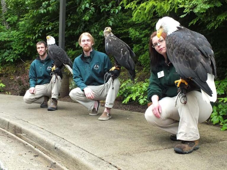 Sitka: Alaska Raptor Center Admission Ticket - The Practical Side: Making the Most of Your Visit