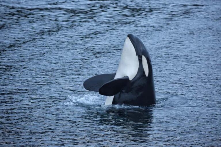 Sitka: Premiere Whale Watching and Wildlife Tour - The Value Proposition