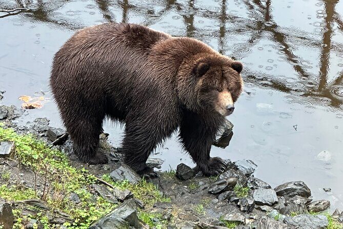 Sitka Scenic Private Tour - Wildlife Encounters at Fortress of the Bears