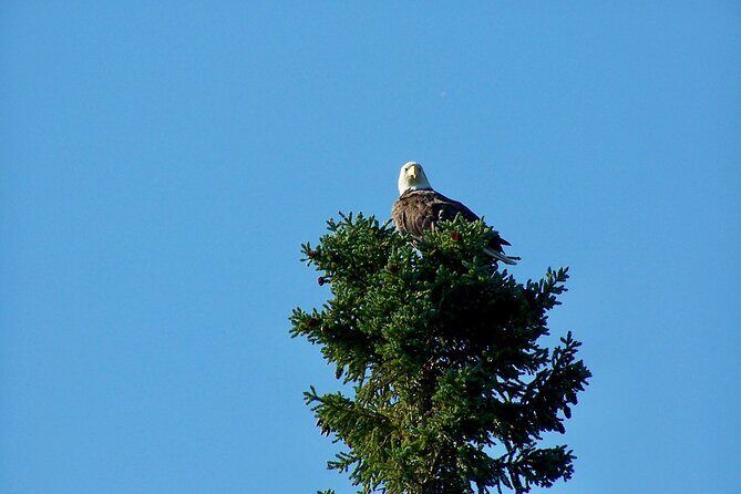 Sitka Sea Birds & Marine Life Private Charter Scenic Eco-Tour - What Past Guests Say