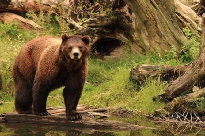 Sitka Shore Excursion: Bears, Raptor Center, & Totem Park Tour (Small Group) - What to Expect from the Experience