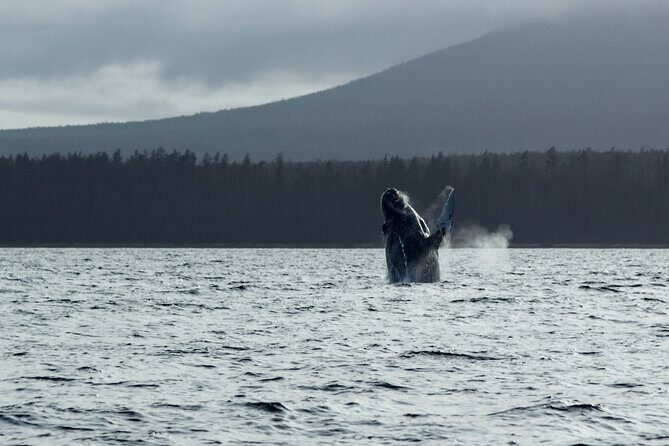 Sitka Sound Marine Wildlife Tour - Authenticity and the Guide Experience
