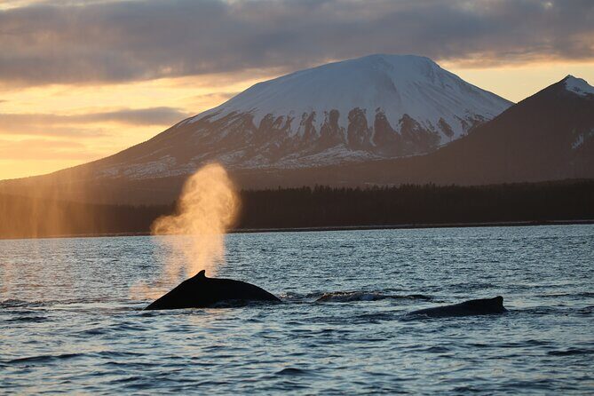 Sitka Whale Watch and Sea Otter Quest - Who Is This Tour Best For?