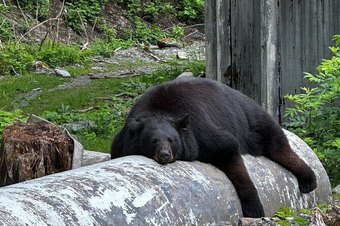Sitka's Favorite Sites Private Land Tour for 6 (Meal option avail - Who Will Love This Tour?