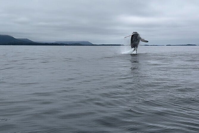 Sitkas Private Wildlife Whale Adventure for 6 w/Transportation - Breaking Down the Itinerary