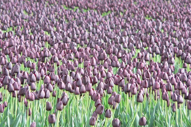 Skagit Valley Tulip Festival Day Tour from Seattle - Timing and Practicalities