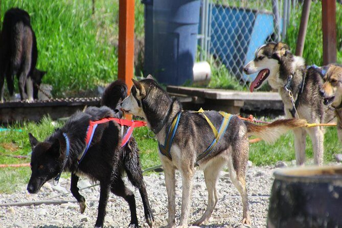 Skagway Shore Excursion: Yukon Dog Sledding and Sightseeing Tour - Price and Value Analysis