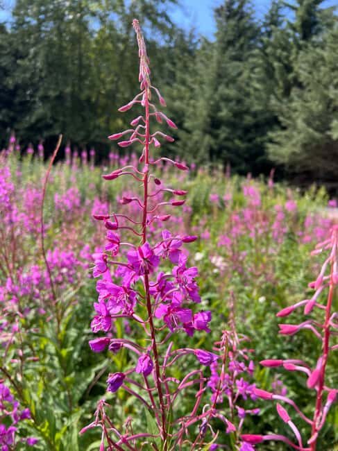 Skagway: Yukon Discovery Tour - The Practical Details: What You Need to Know