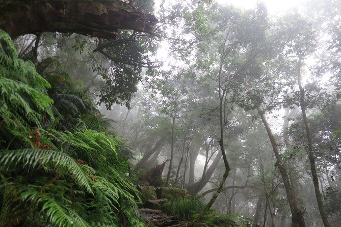 Skeleton Gorge to Table Mountain summit - What Travelers Are Saying