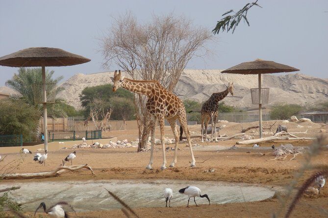 Skip the Line: Al Ain Zoo & Entry Ticket to Al Ain Wildlife Park & Resort - Key Points