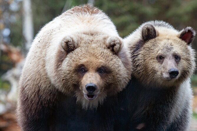Skip the Line: Daily Admission at Woodland Park Zoo Ticket - What You Can Expect Inside